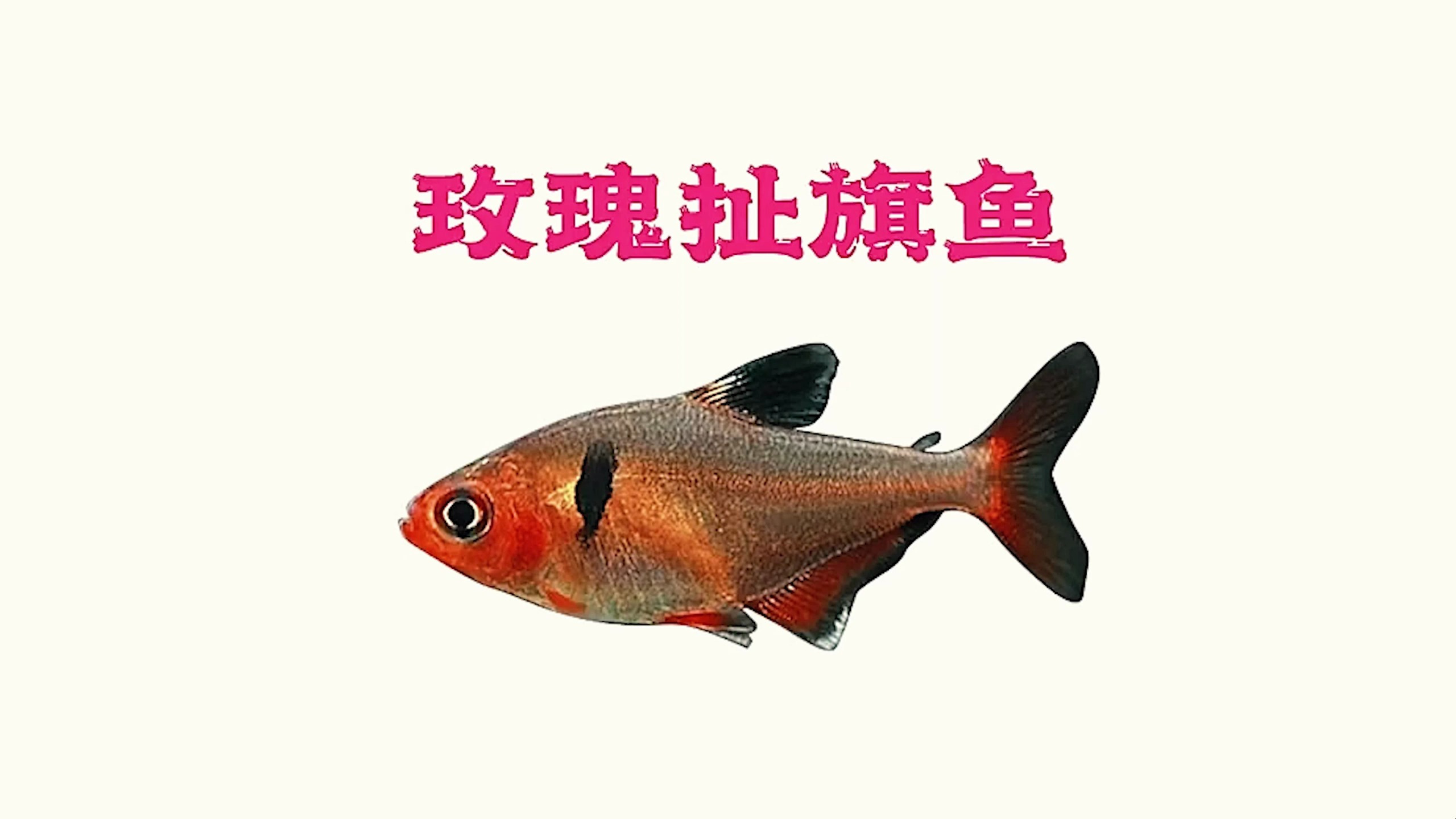 皮实好养的扯旗鱼“玫瑰扯旗鱼”!可以推荐入手