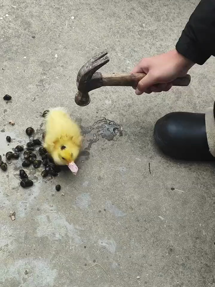 这小黄鸭好可爱啊