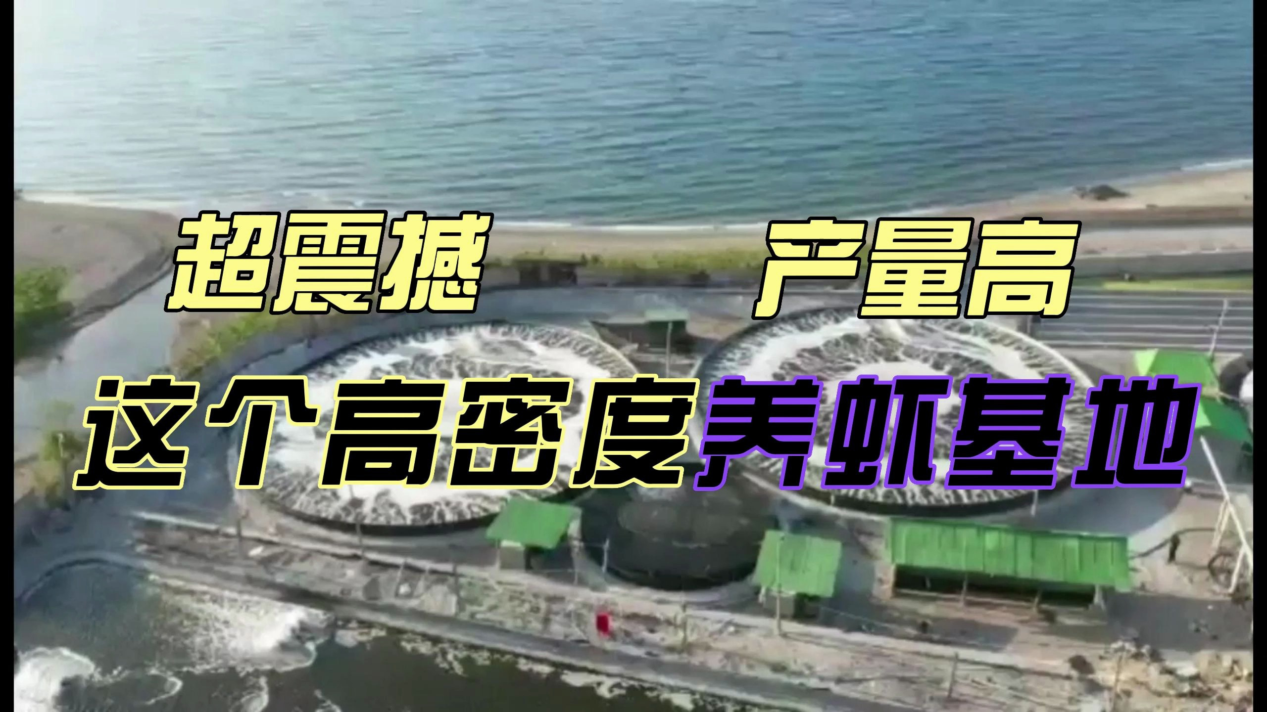 超震撼!这个高密度养虾基地,产量极高!让不少人惊叹!