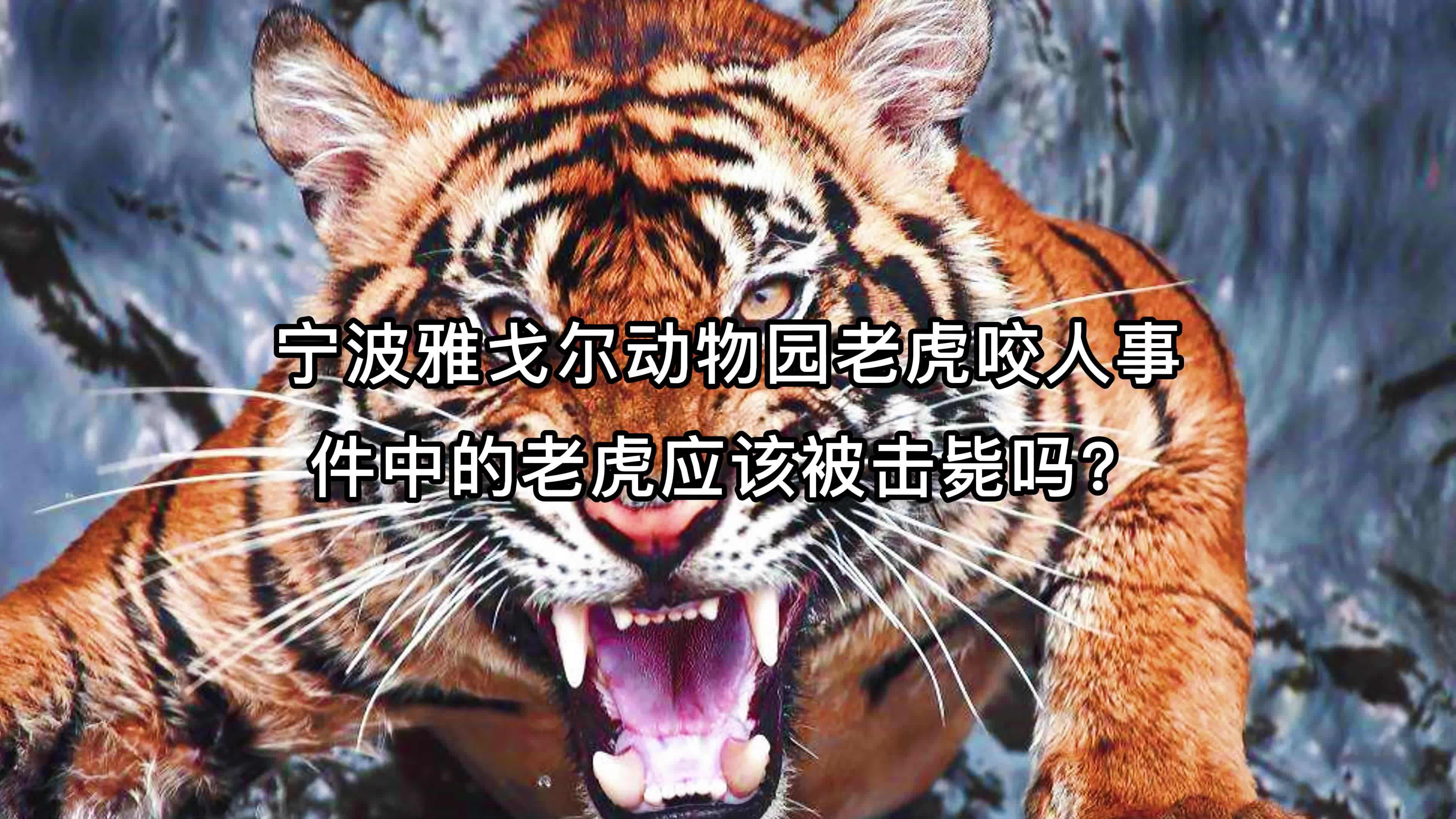 宁波雅戈尔动物园老虎咬人事件中的老虎应该被击毙吗?