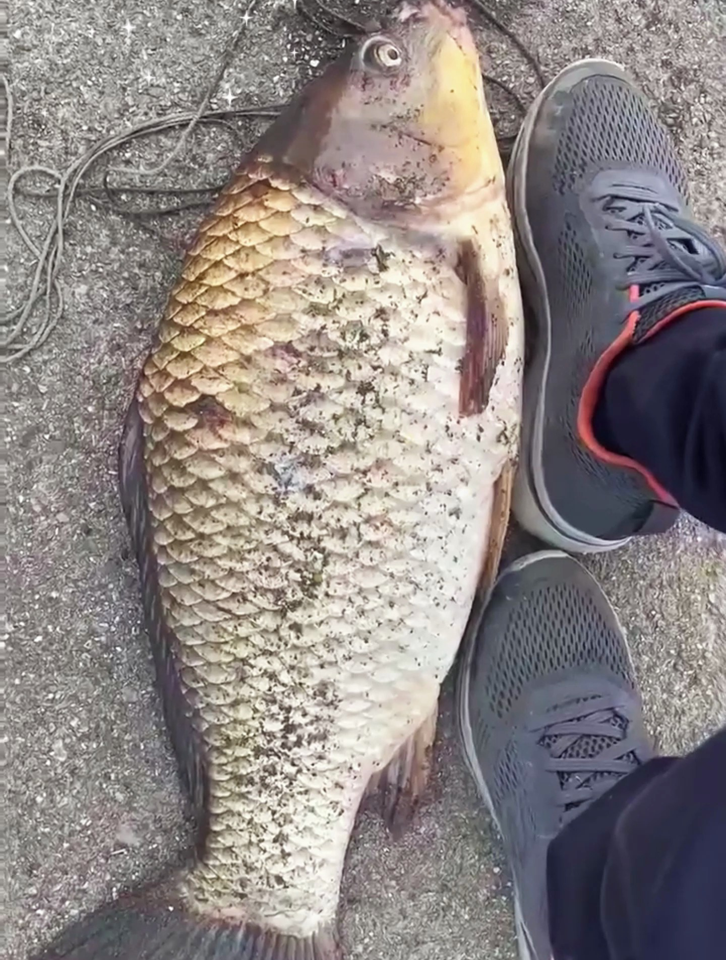 半米长的鲫鱼你见过吗?看着挺漂亮的