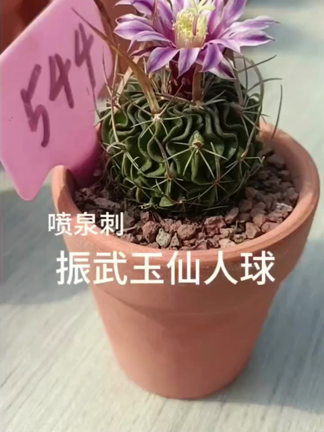 振武玉仙人球开花了,分享美照给大家