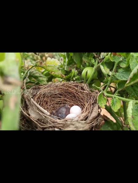 红耳鹎育雏:这幼鸟太能吃了,亲鸟捕来很多螳螂,大青虫都不够吃-度小视