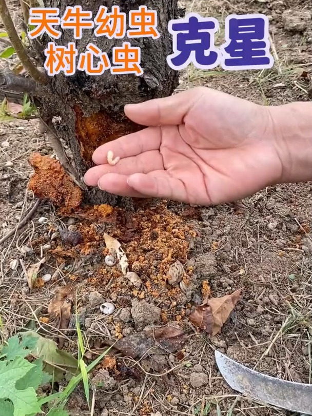 天牛幼虫,树心虫危害大,一年不治伤树皮,两年不治树会死