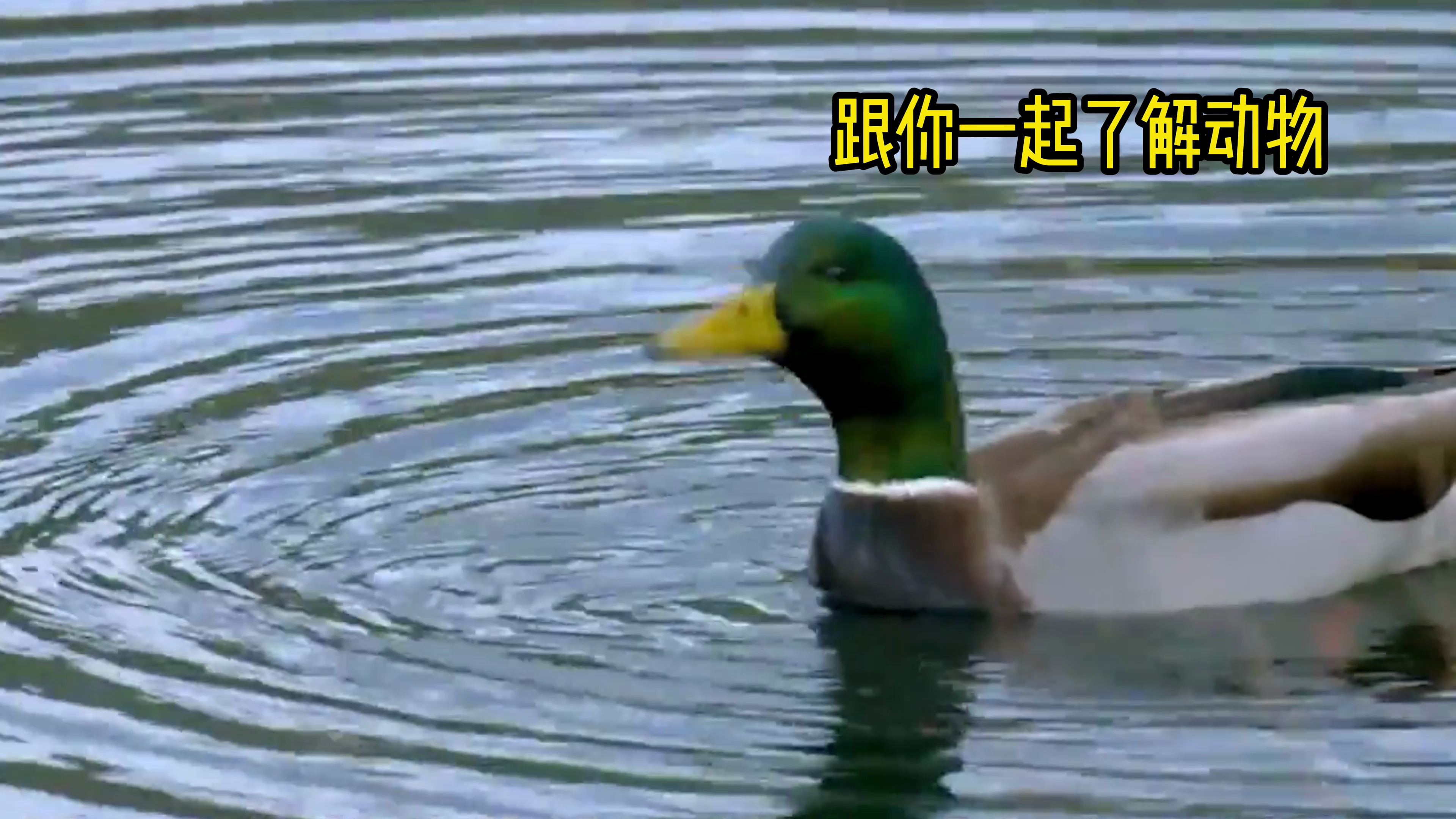 绿头鸭有着怎样的生活习性?