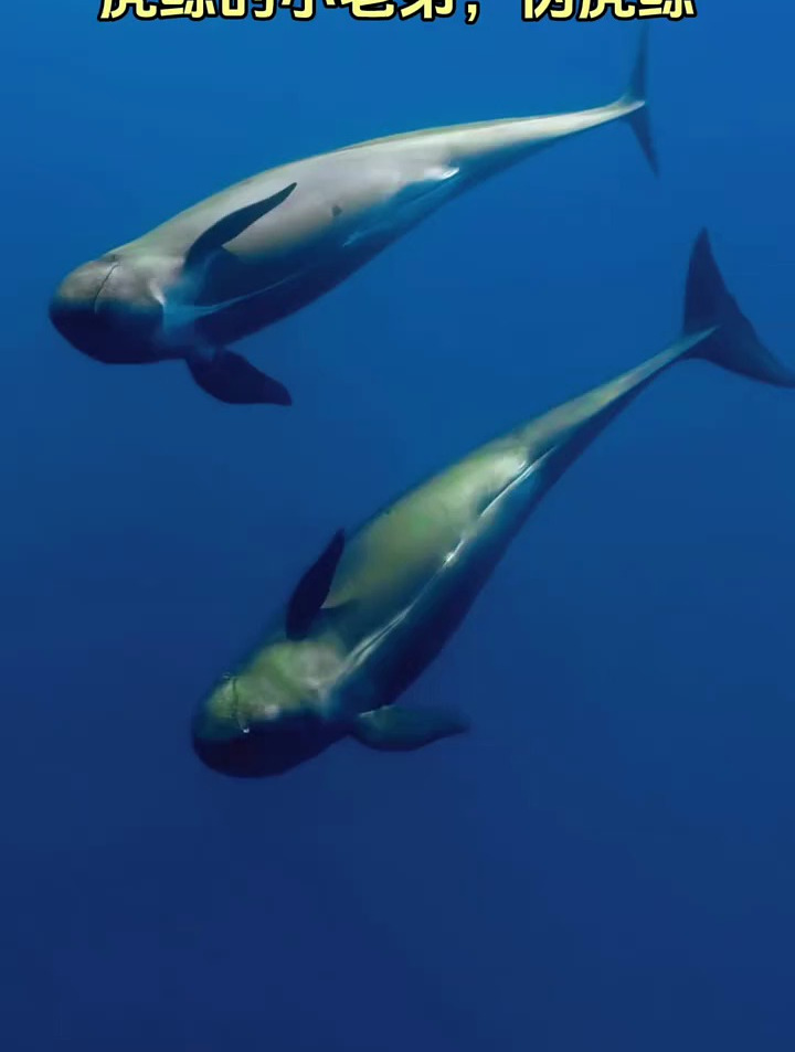 伪虎鲸,体长5米,重1吨,性格温和,以小鱼为生