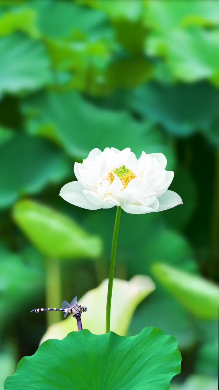 白荷花手机壁纸图片