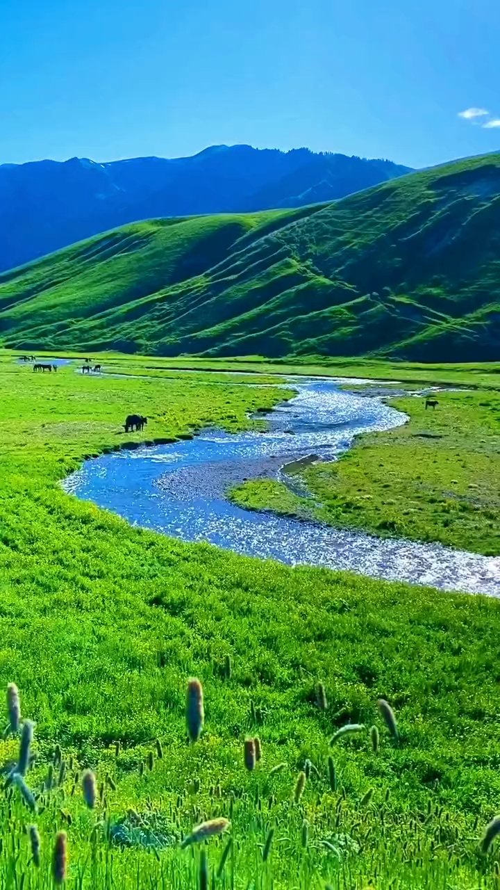 我是草原上的一条小河图片