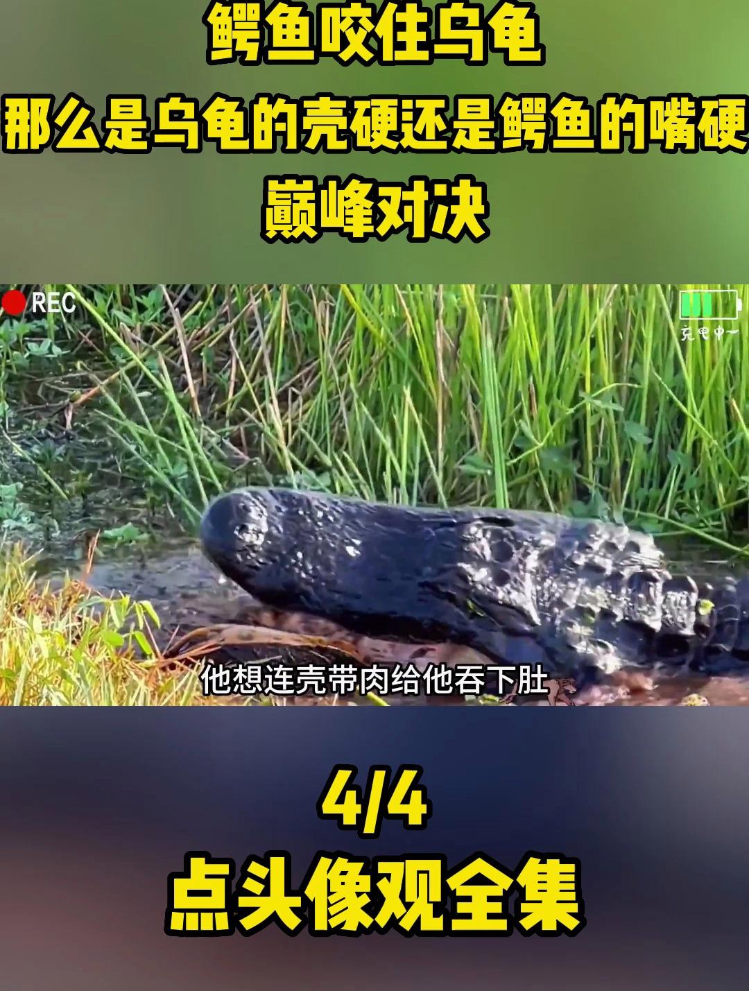 鳄鱼咬住乌龟,那么是乌龟的壳硬还是鳄鱼的嘴硬,巅峰对决4