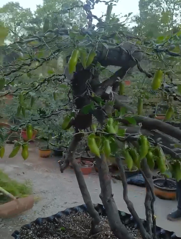 老鸦柿梦之雫高培根,大家见过没,有没有想要的?-度小视