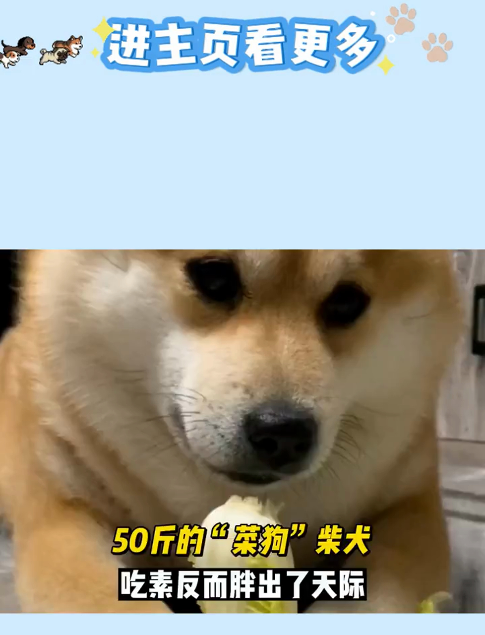 菜狗柴犬50斤,吃白菜也胖成球,天生易胖小可爱