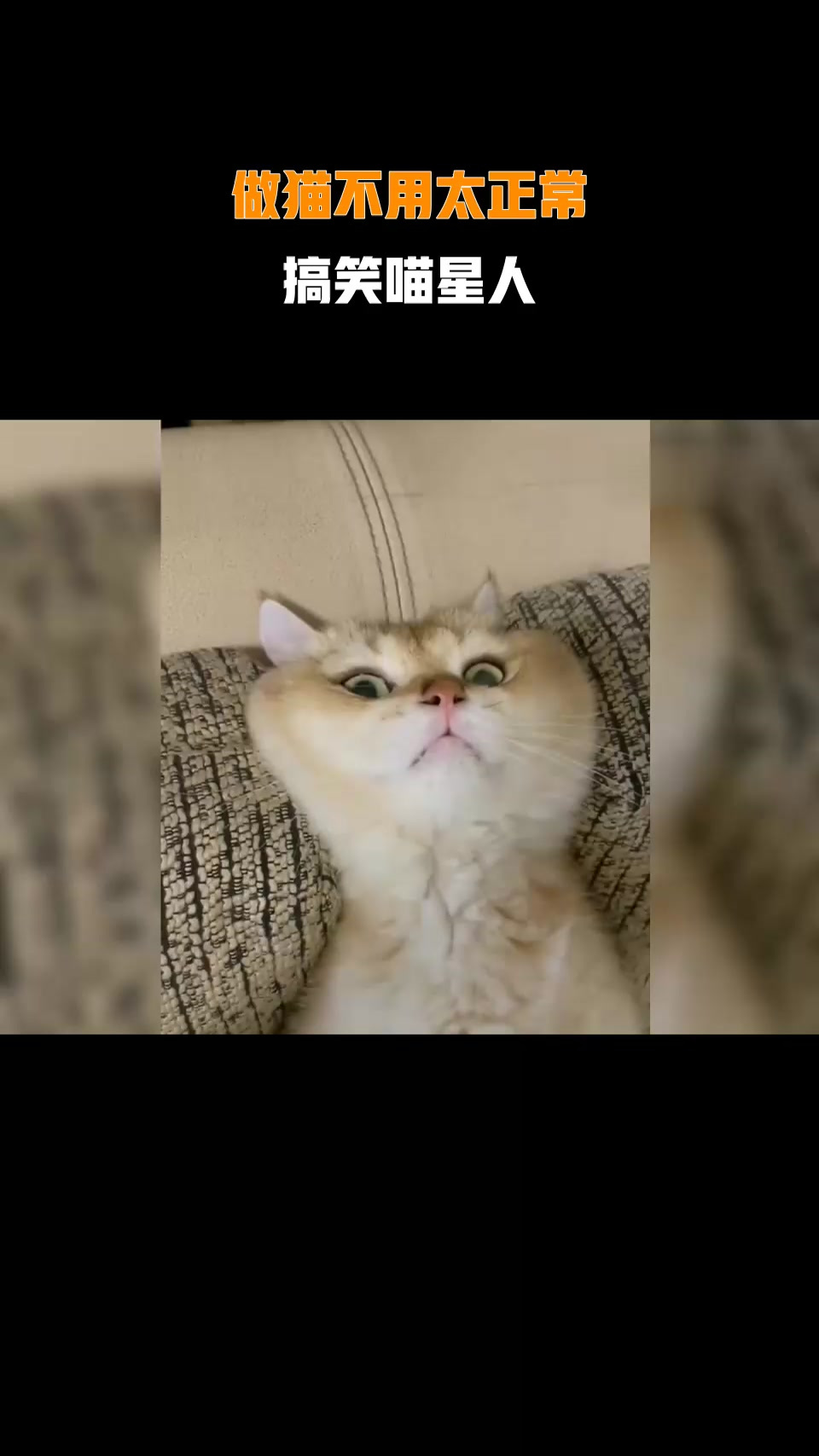 做猫不用太正常,搞笑喵星人