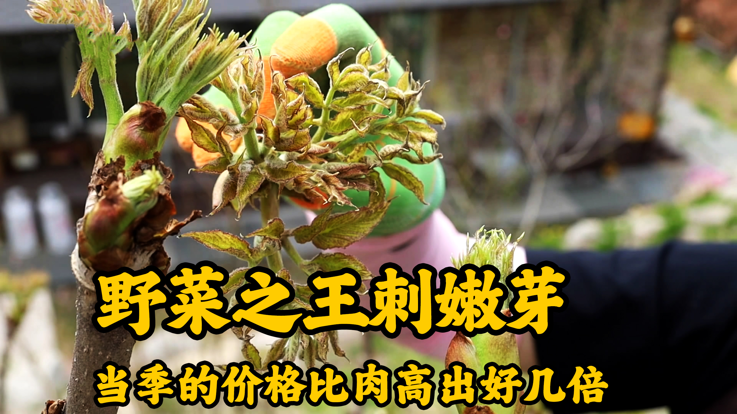 林中山菜之王刺嫩芽,被誉为野菜的天花板,味道甩出肉类几条街