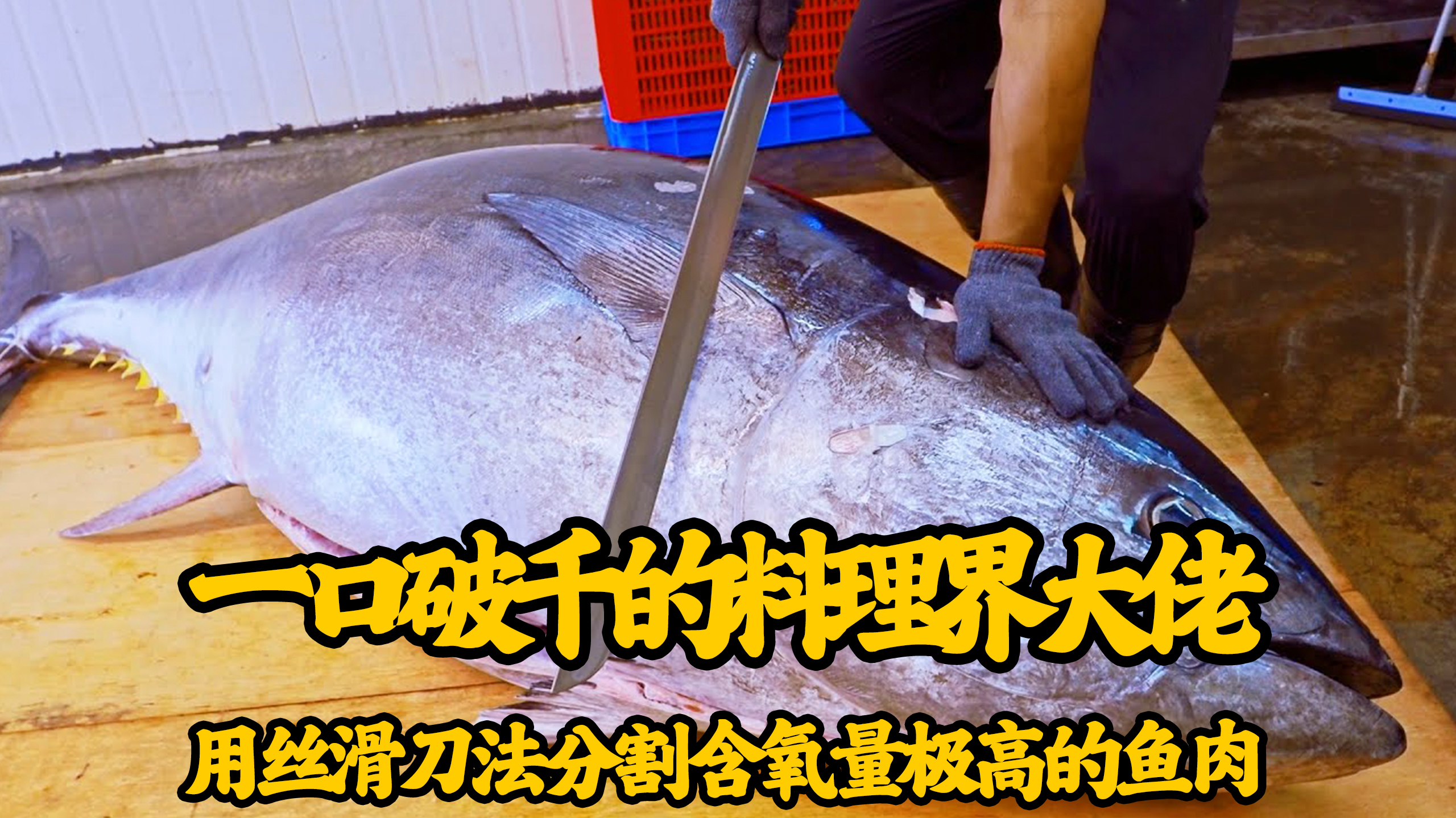 料理圈大佬蓝鳍金枪鱼,本是无人问津,如今却拍出310万美元