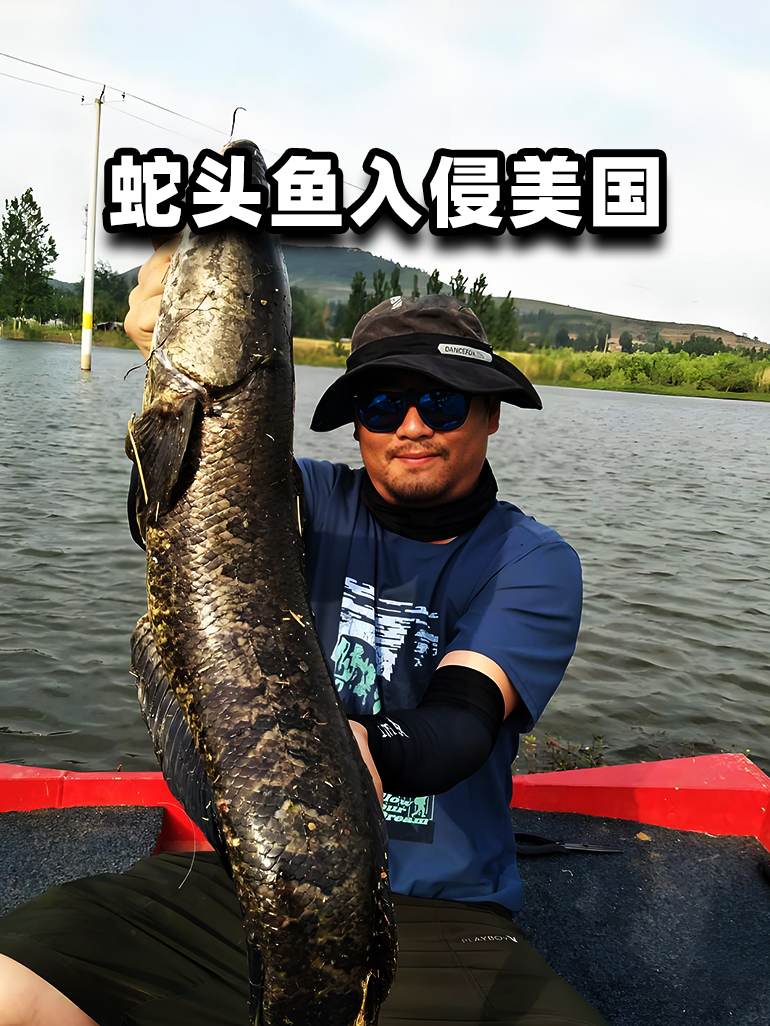 蛇头鱼在美国泛滥成灾,花费8亿美元治理,却依然拿它没办法