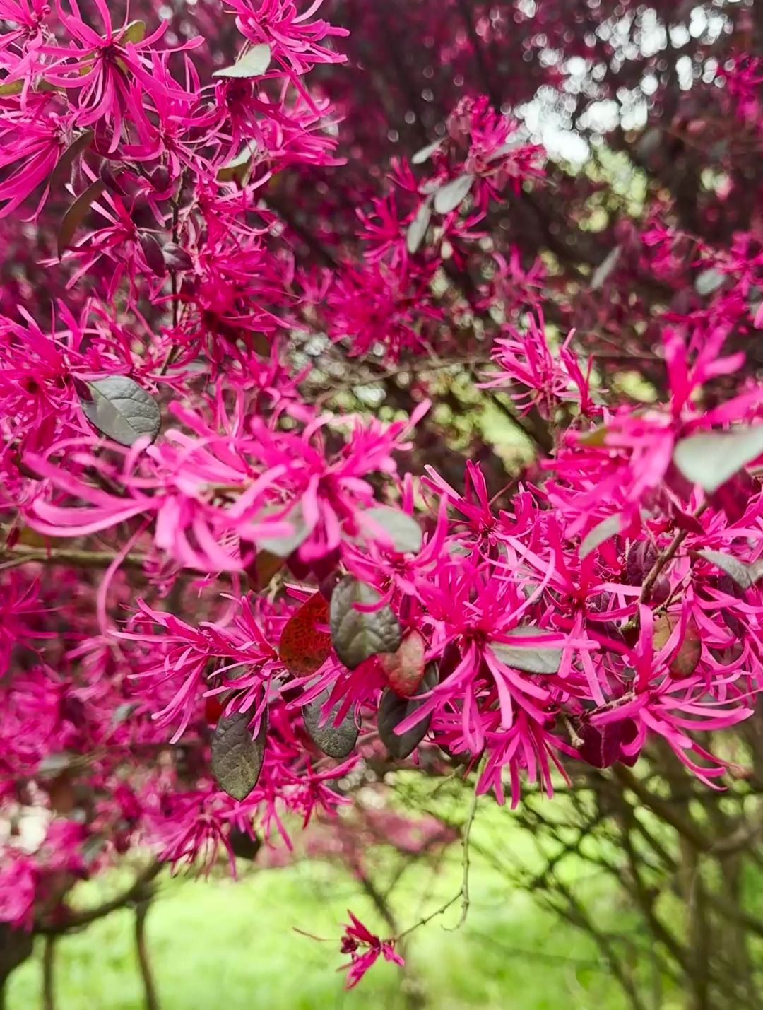 红花檵木,又叫"纸末花,闪目木"