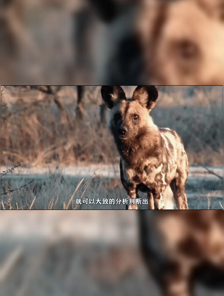 非洲野狗索罗,战花豹战鬣狗,抢别人家孩子06-度小视