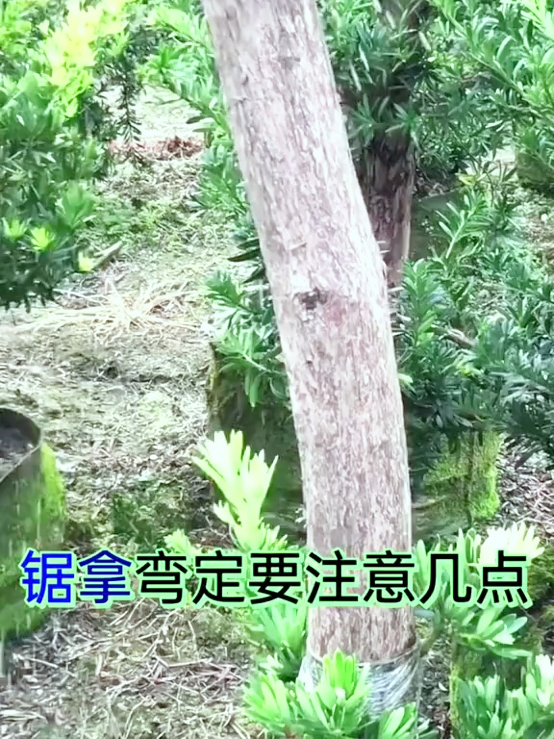 松树盆景锯拿弯,需要注意以下几点