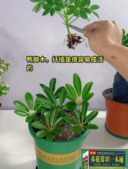 鸭脚木扦插好是很容易成活的-度小视