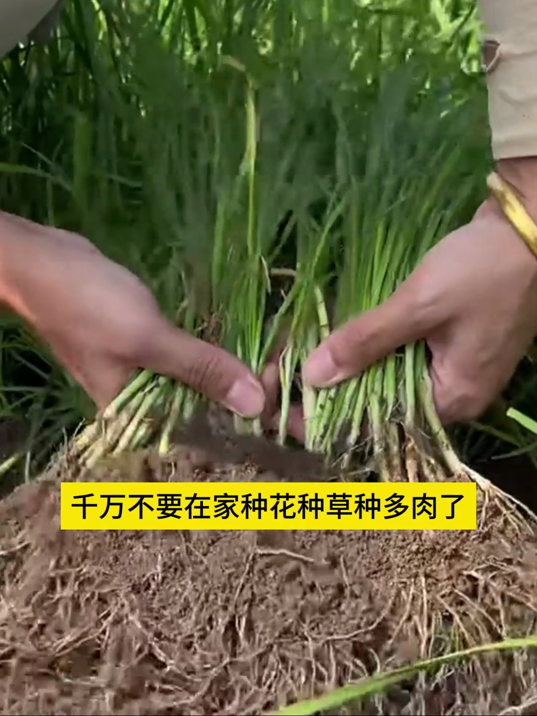 你知道韭菜的功效吗?它是一个宝,男性多吃身体好