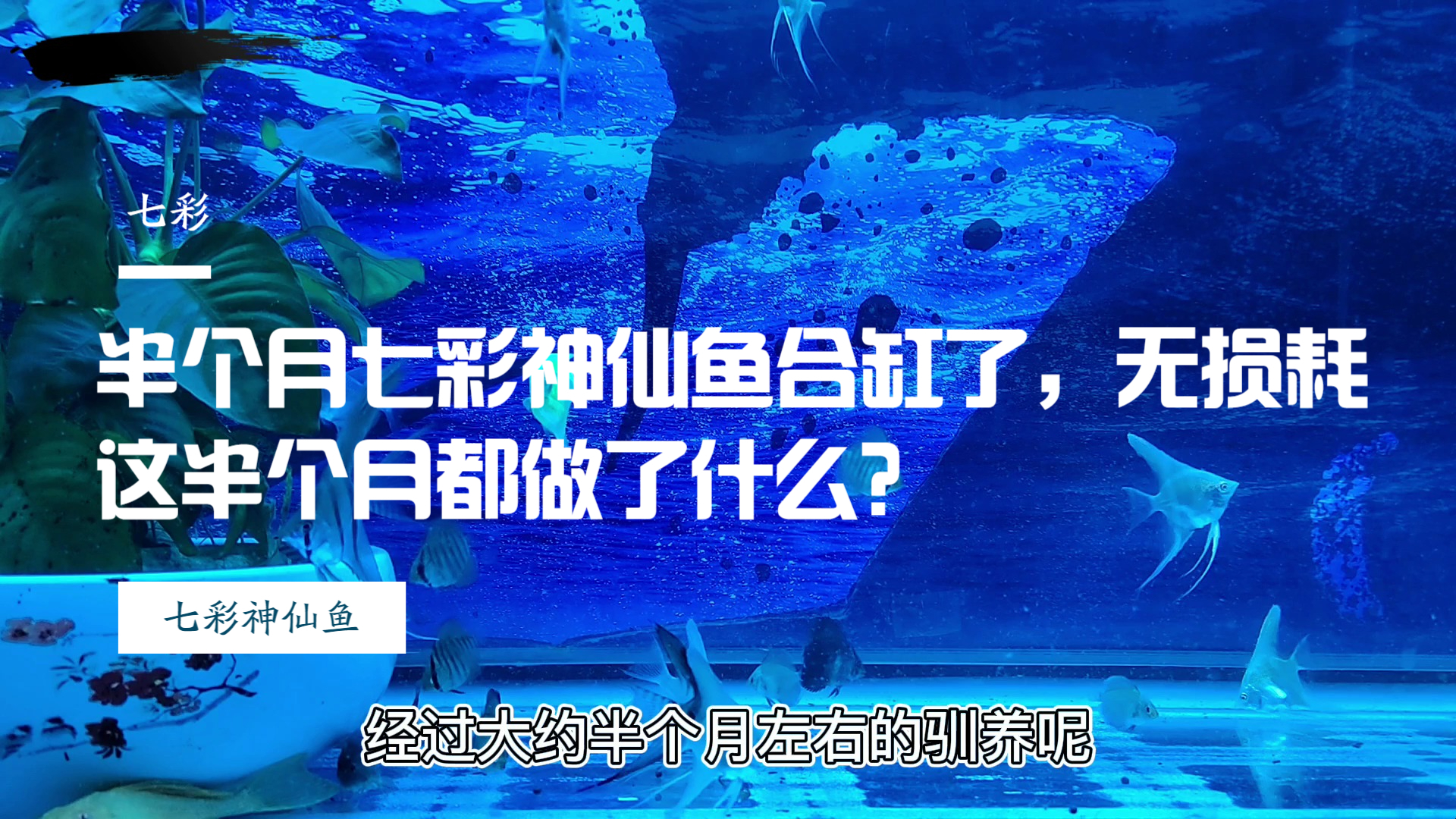 经过半个月的驯养七彩神仙鱼合缸了,这半个月都做了什么?