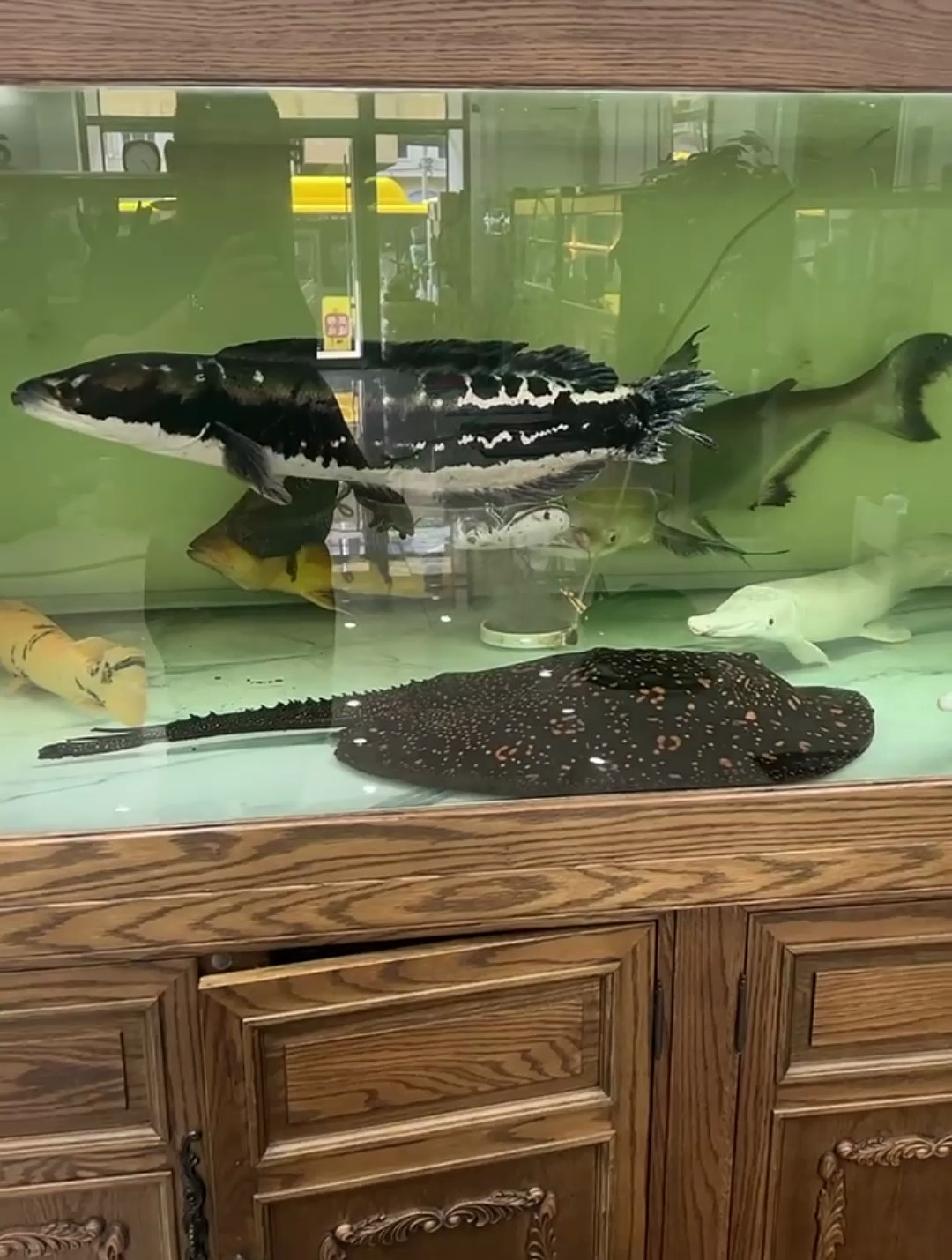 大家眼中的猛鱼,在我这里啥也不是啊,尾巴没了