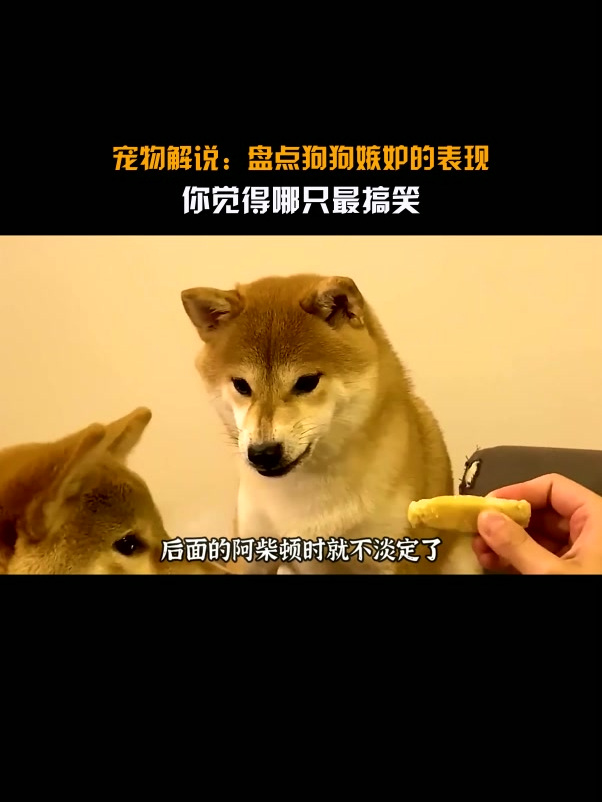 宠物解说盘点狗狗嫉妒的表现你觉得哪只最搞笑