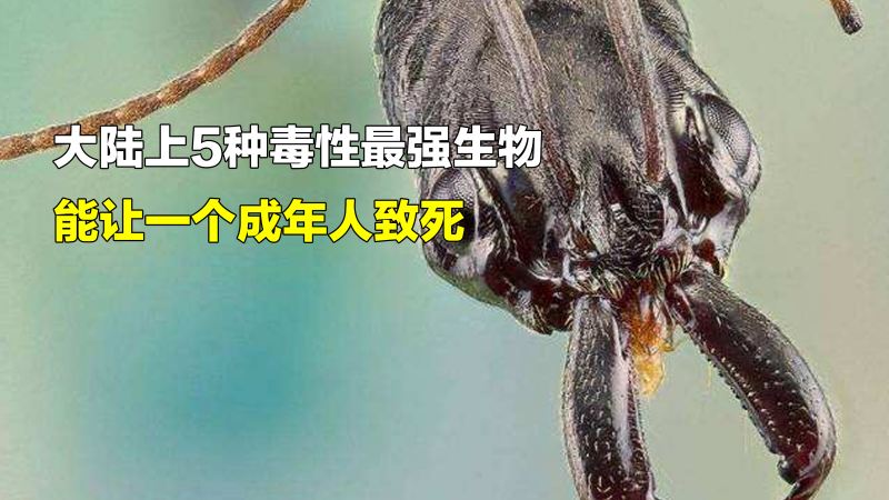 5种毒性最强生物,能让一个成年人致死,毒牙可以咬穿人类指甲,社会,奇闻轶事,好看视频