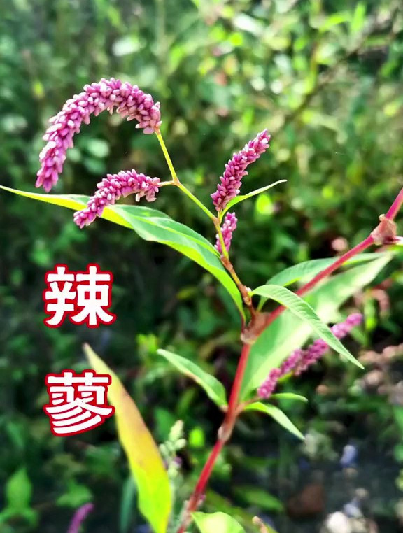 辣蓼,为蓼科蓼属植物,一年生草本