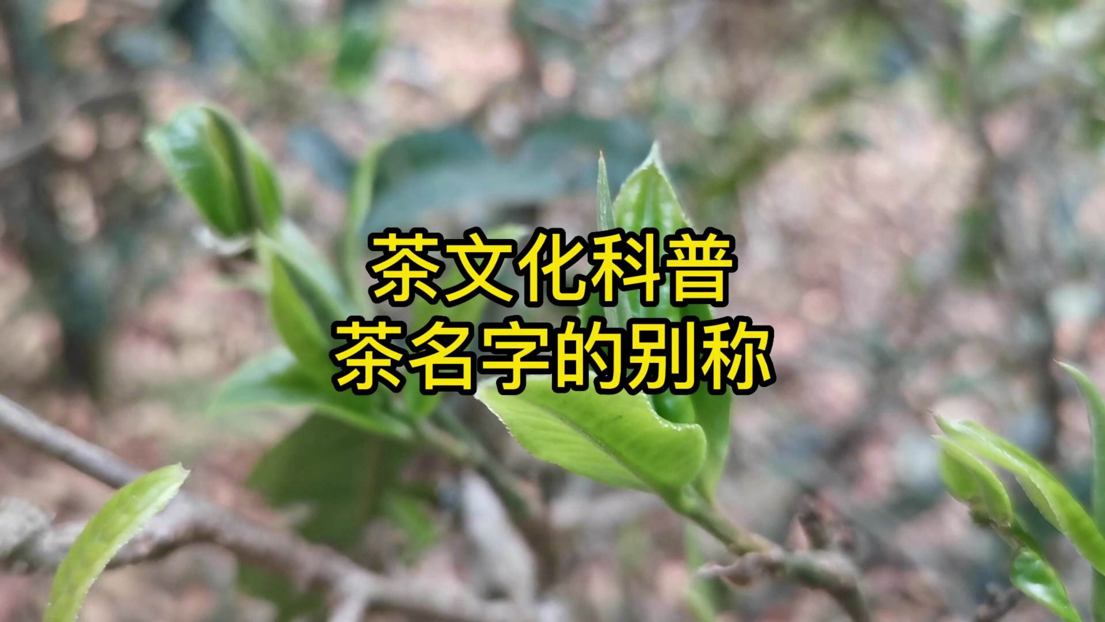 茶文化科普:茶名字的别称