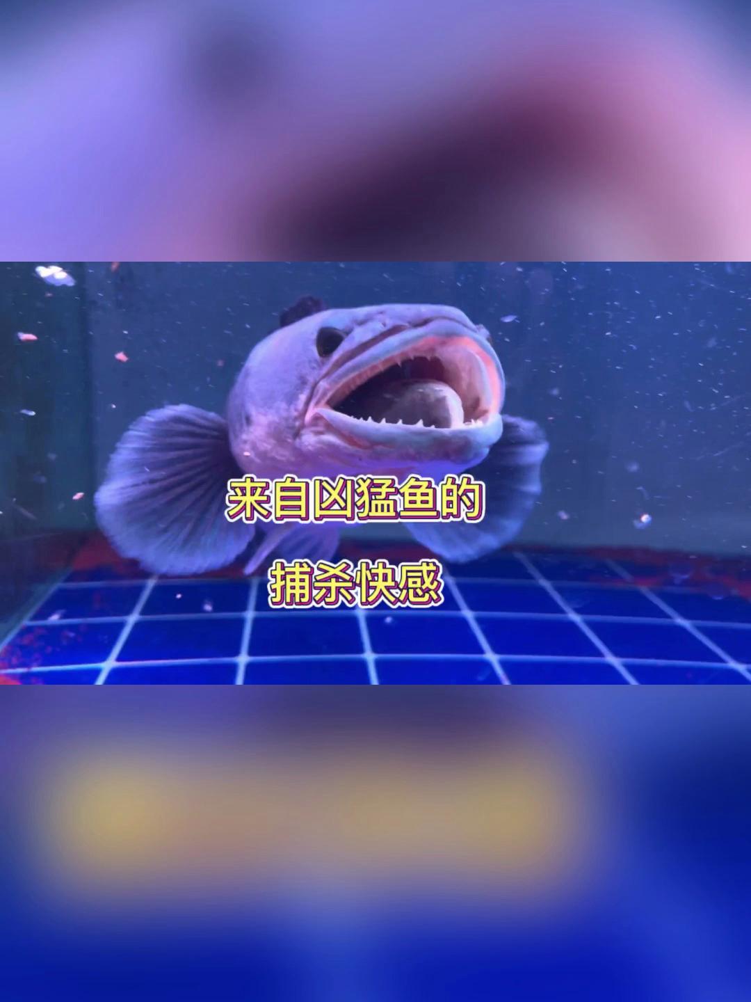 来自凶猛鱼的捕杀快感