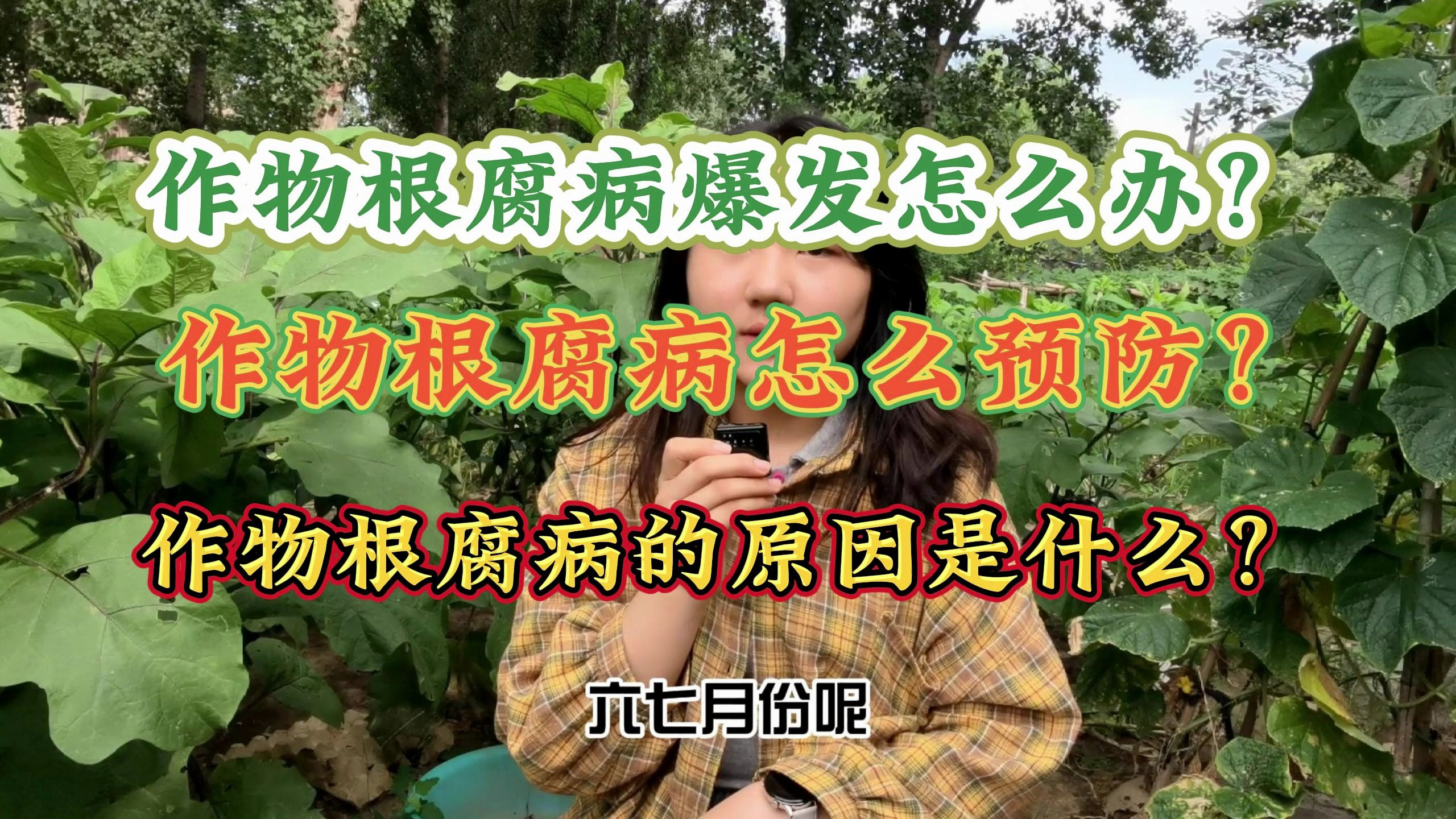 草莓根腐病怎么办?草莓根腐病用什么预防?根腐病大爆发用什么药