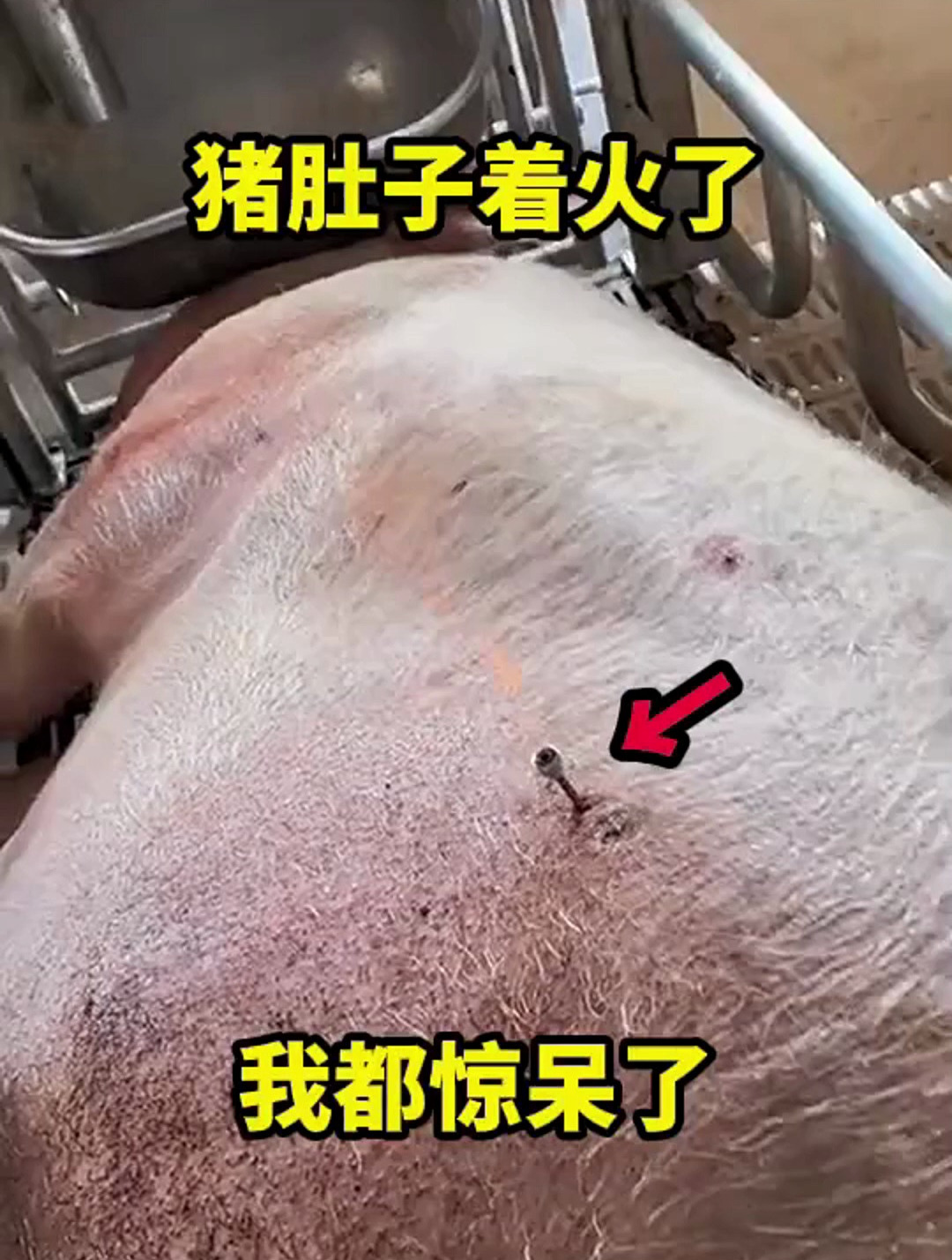 我还以为我家猪吃胖了,原来是肚子胀气了,真是惊呆我了