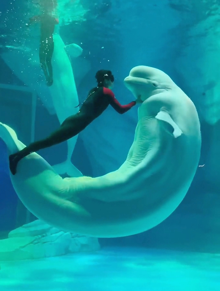 饲养员跟白鲸在水里嬉戏,网友评论白鲸竟然还有腹肌男友力爆棚