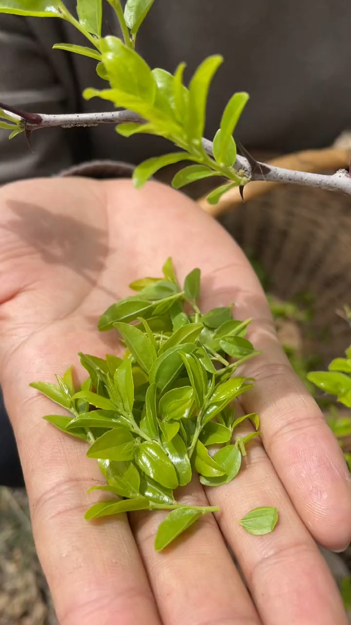 酸枣芽有东方睡叶之称大家都听说过酸枣仁绽放计划