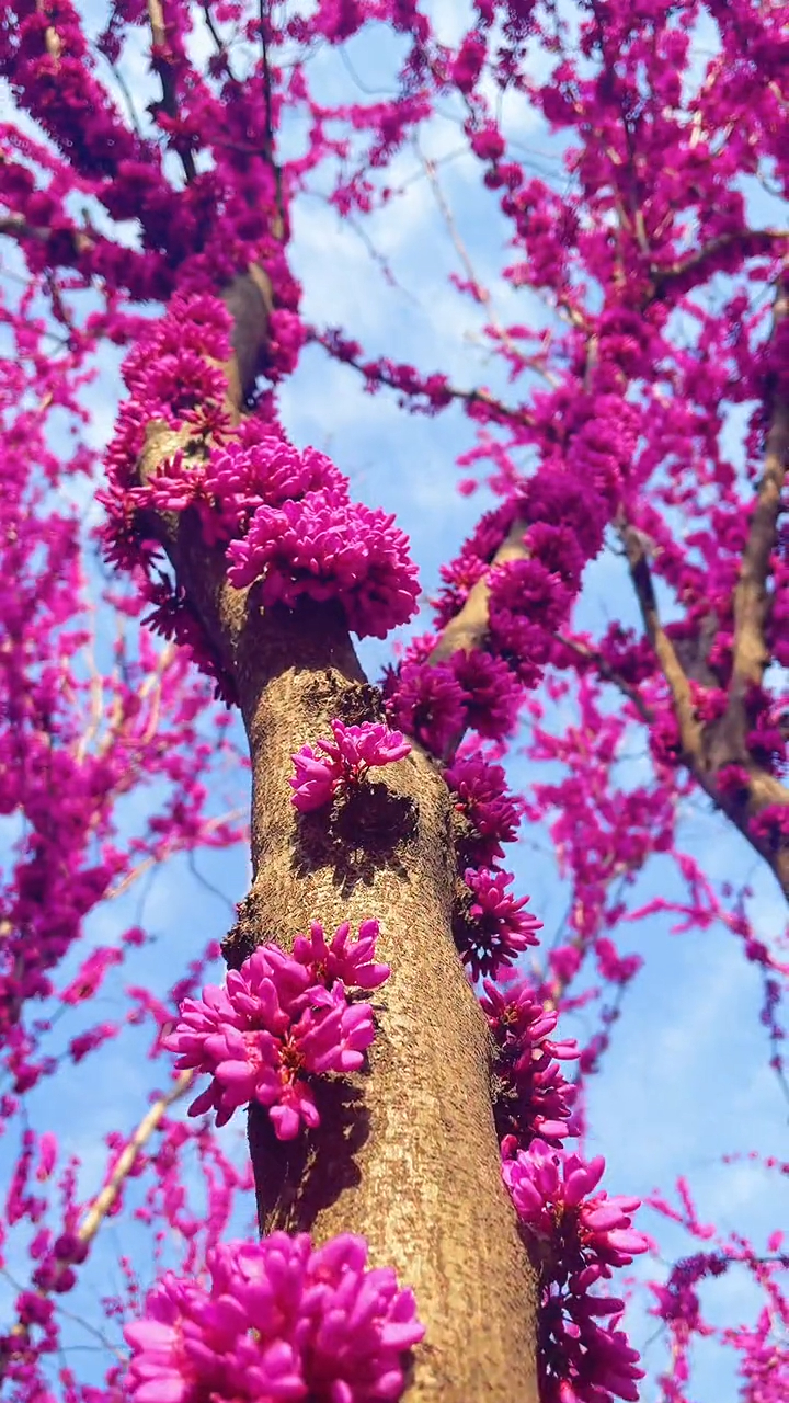 每每路过有紫荆树的地方总忍不住抬头看那树上开得正烂漫的紫荆花-度