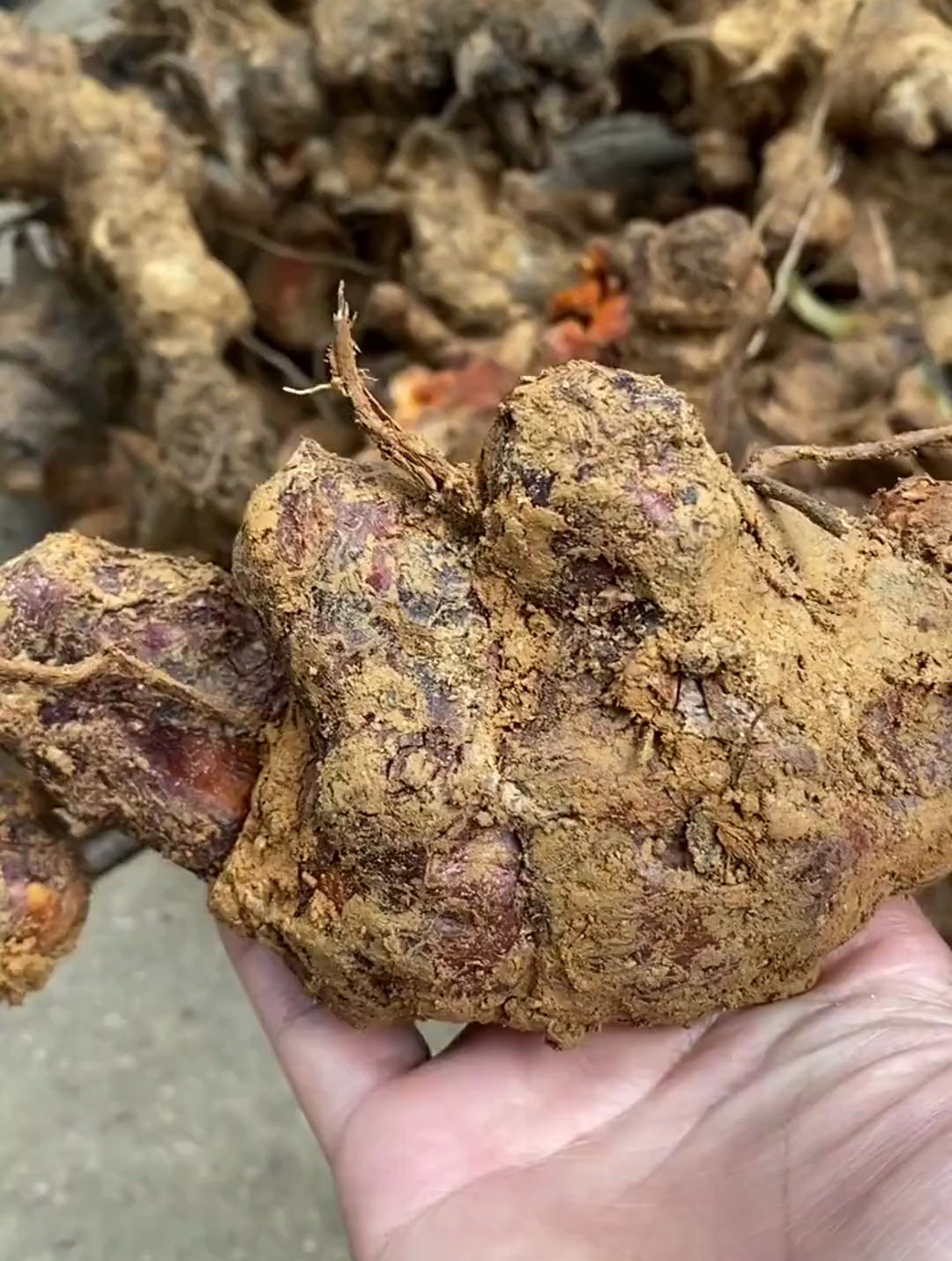 "金刚藤"和"土茯苓"大家会分辨吗?-度小视