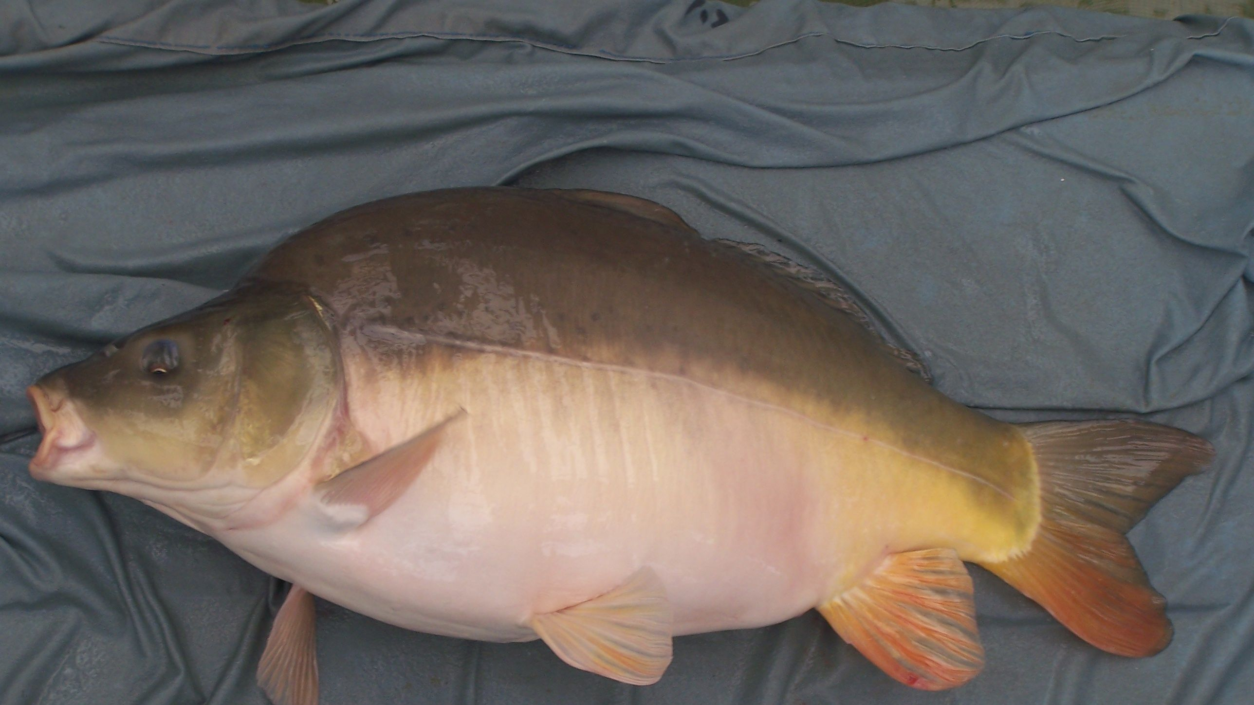 乱成一锅粥!外来鲤鱼入侵黄河,黄河鲤鱼价格暴涨,咋不是好事?