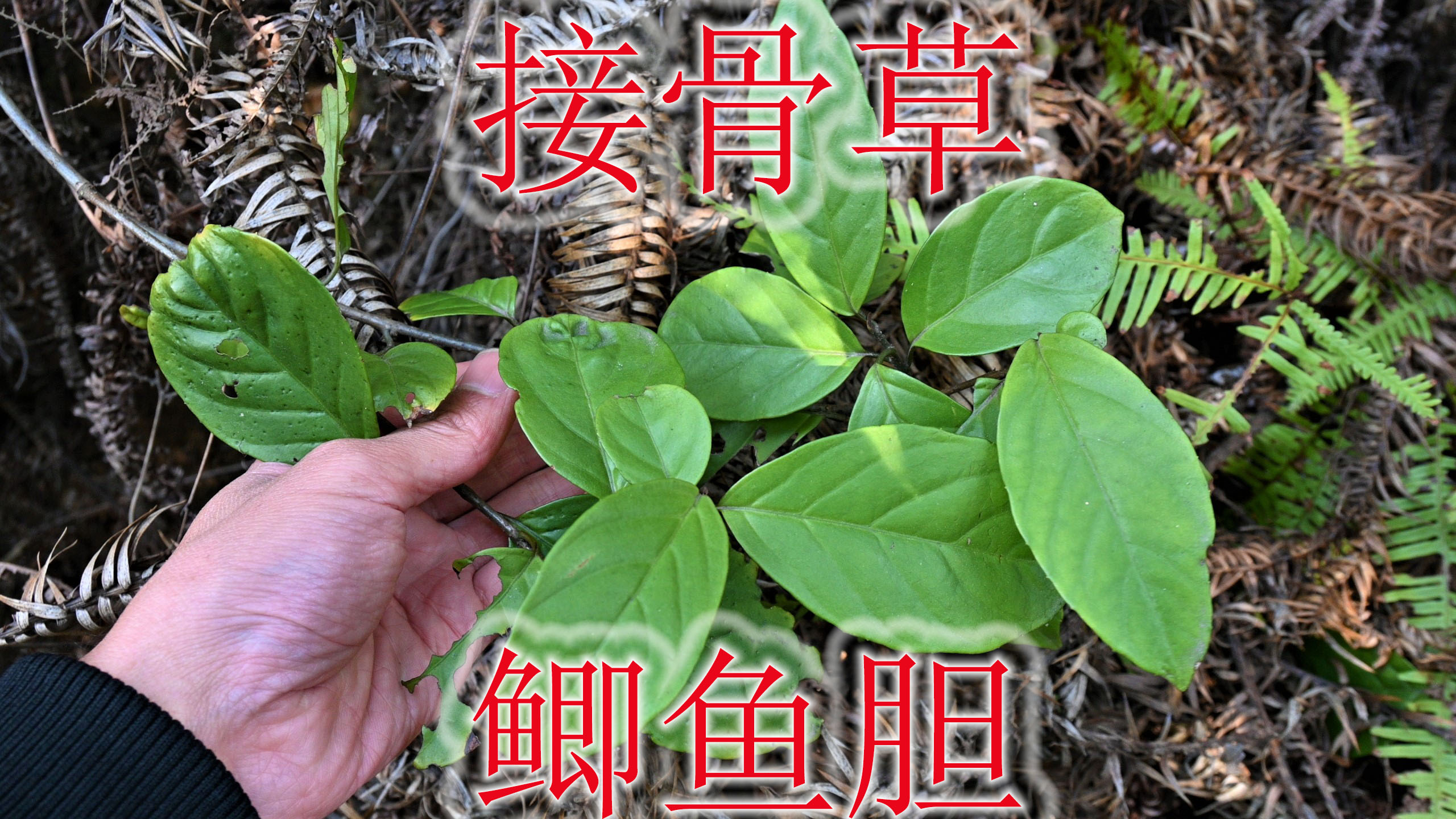 常见的小灌木鲫鱼胆,当地别称“接骨草”,也是外国人的食物调料