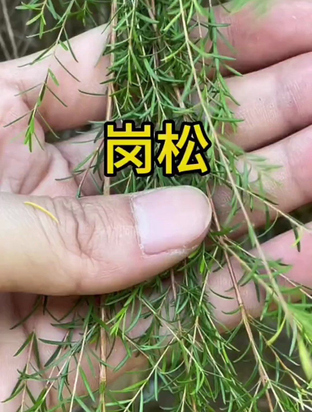 崗松,也叫掃把子,小時候你有去摘過它嗎?