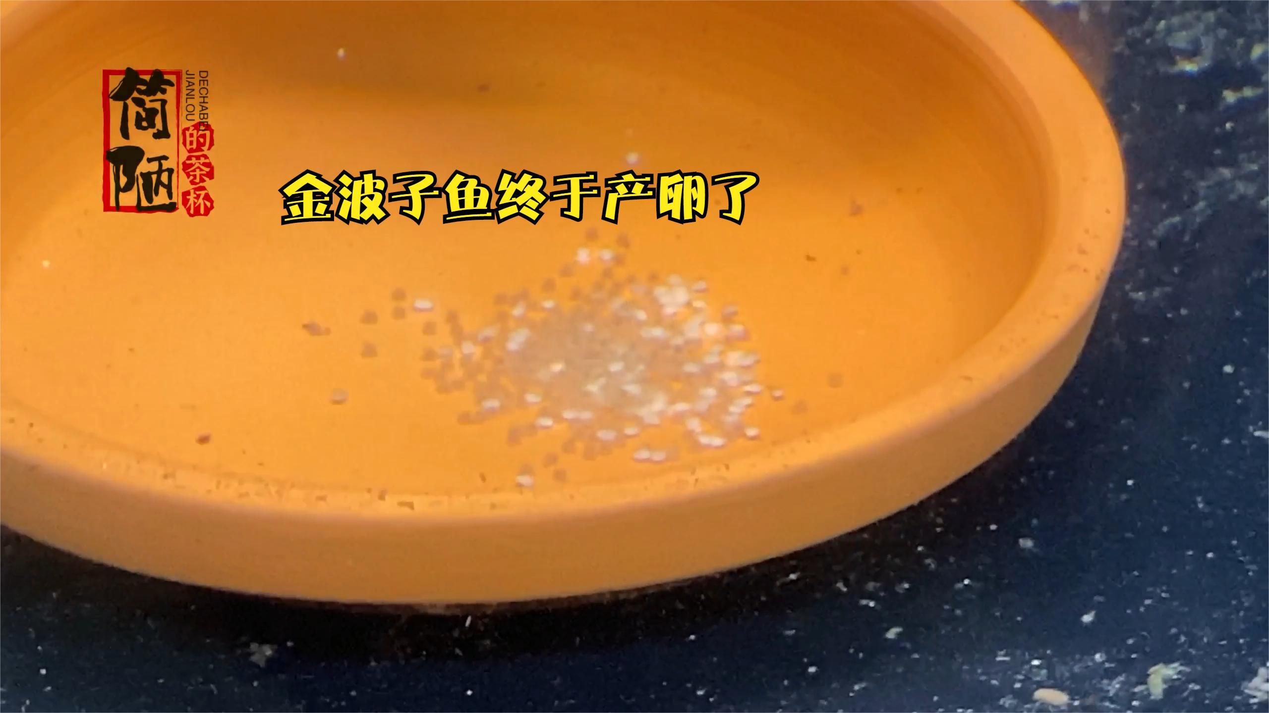 期盼依旧的金波子鱼终于产卵了,但是不多-1