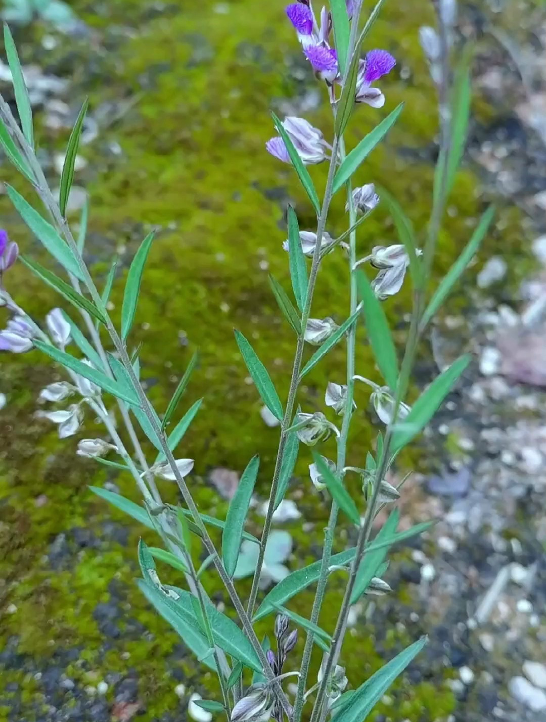 远志,是众多中草药植物中比较常见的一种,也是一种传统中药材!