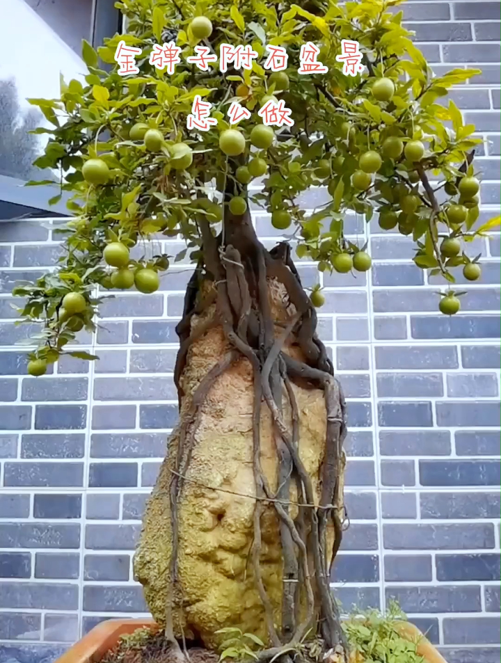 金弹子附石盆景怎么做,才能让它长大与石头合二为一?看操作!-度小视