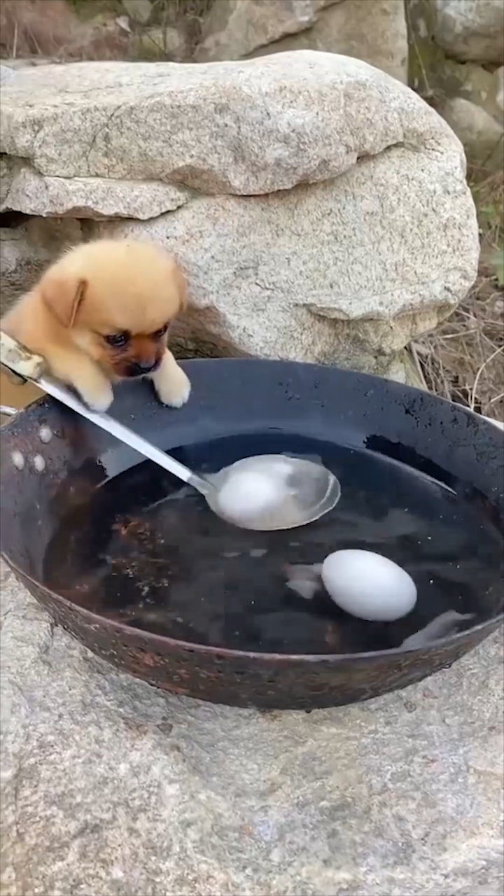 可爱萌宠,狗狗炒菜好吃吗