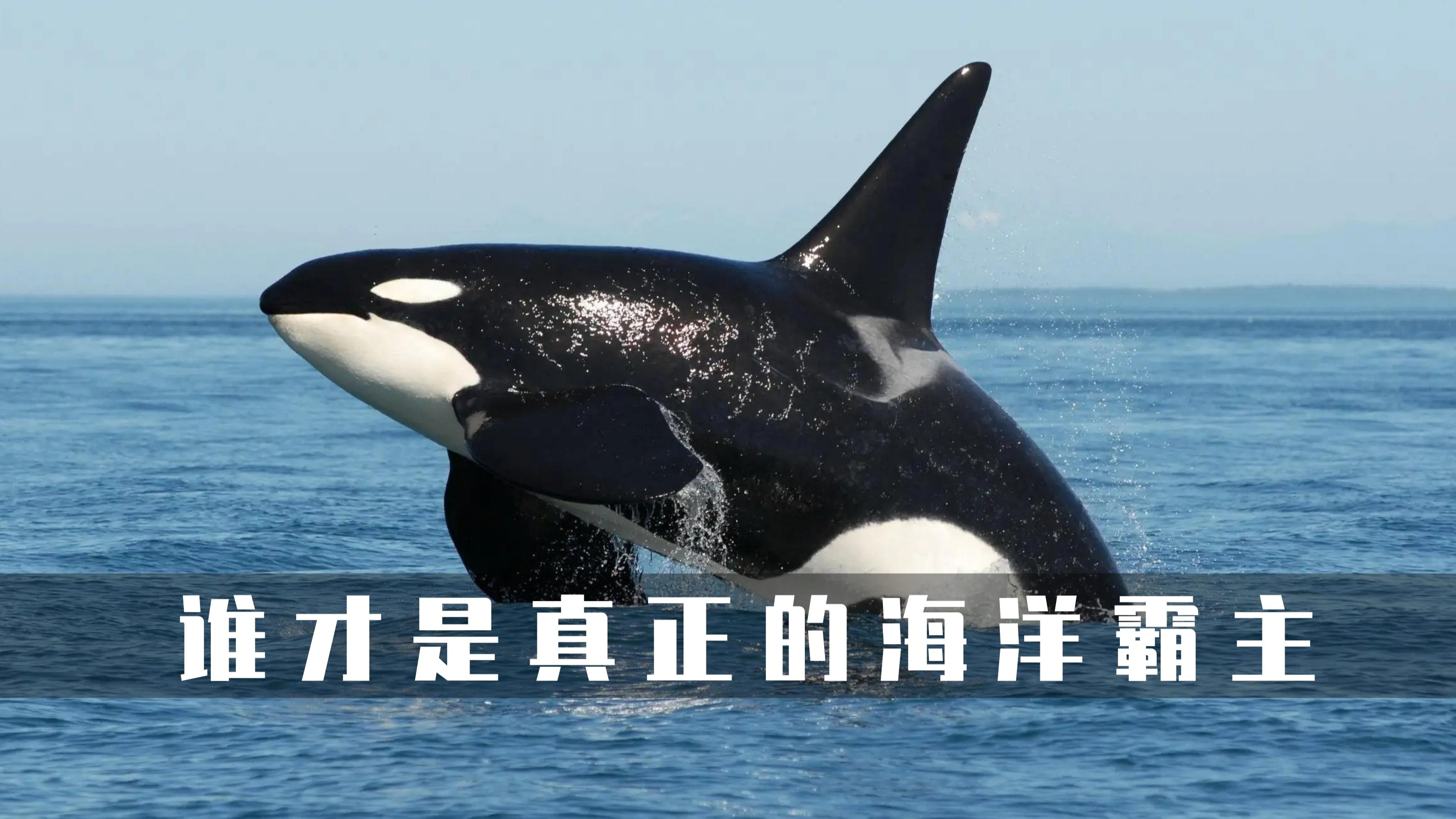 虎鲸:当之无愧的海洋霸主