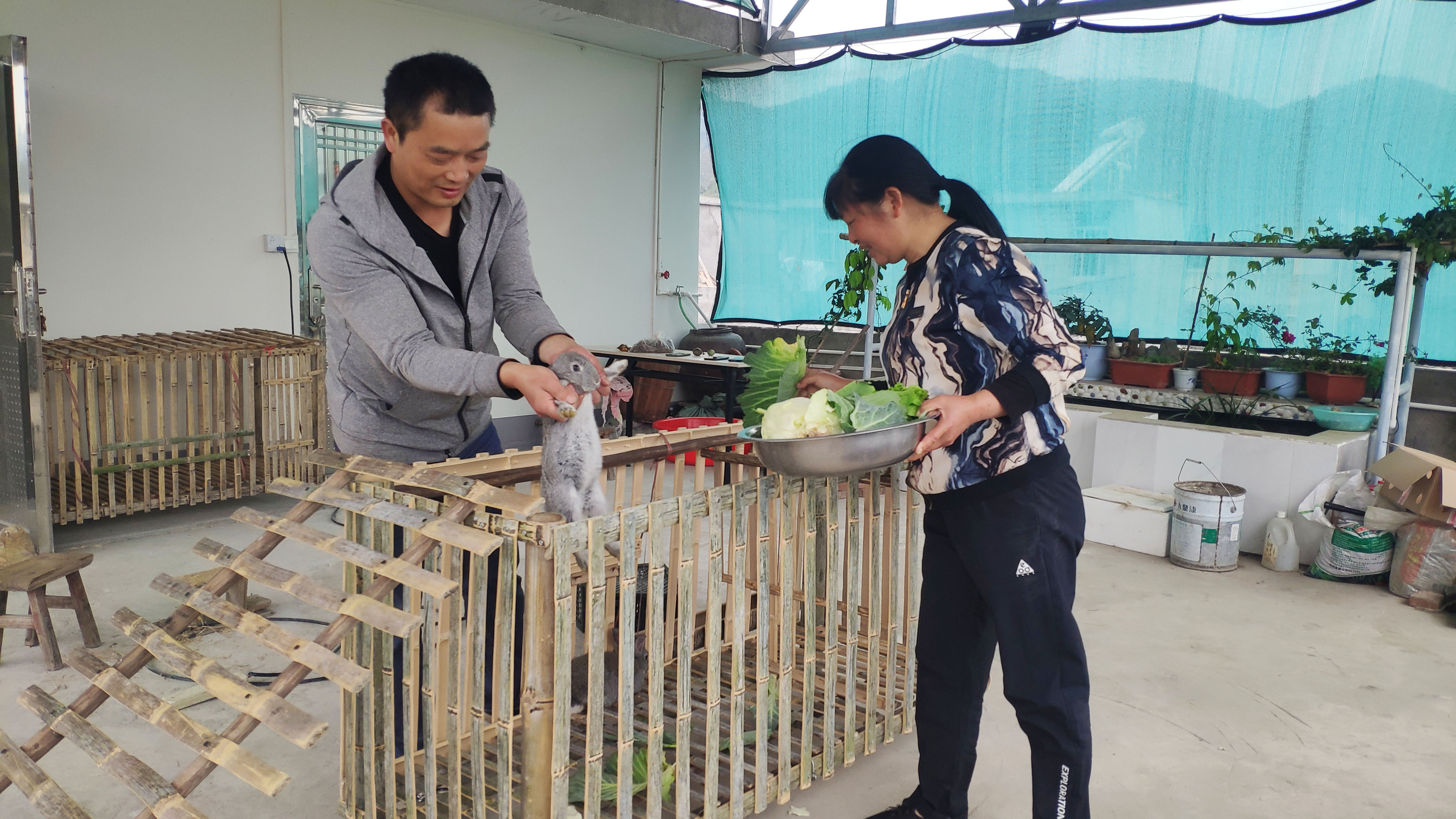 家里需养兔子帮吃青菜,用竹子做个兔笼,钉好后媳妇高兴坏了