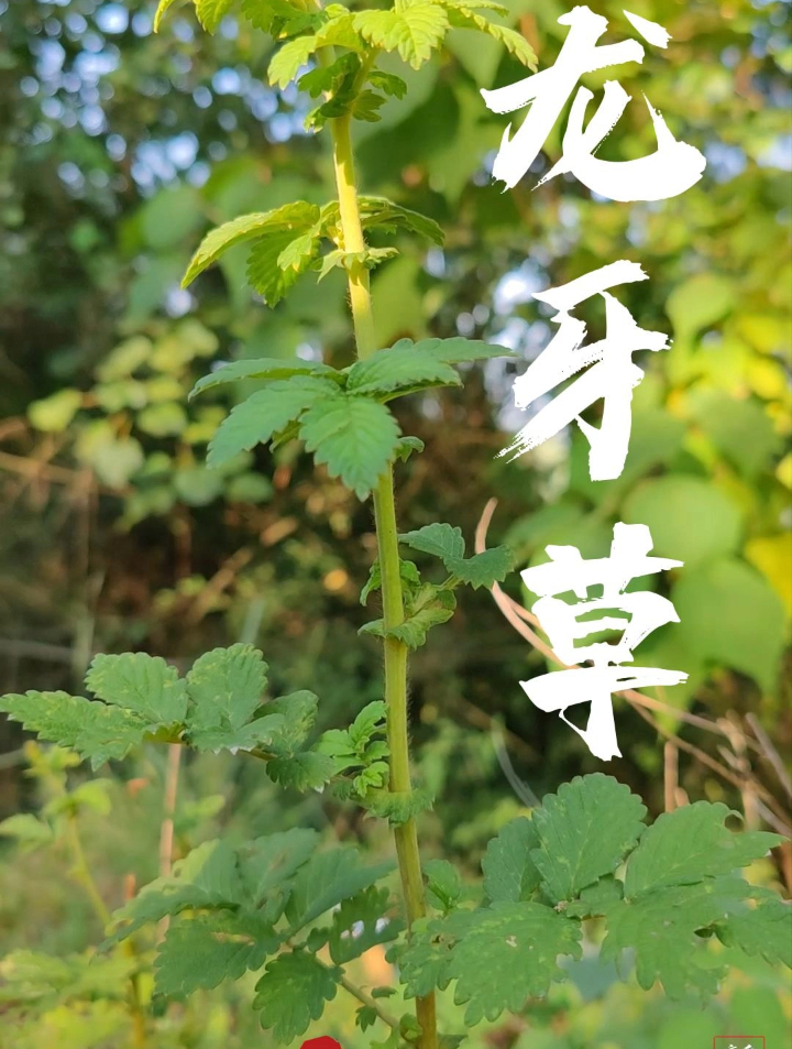大叶大,小叶小,大叶小叶龙牙草,既可入药,又是一种野菜龙牙草-度小视