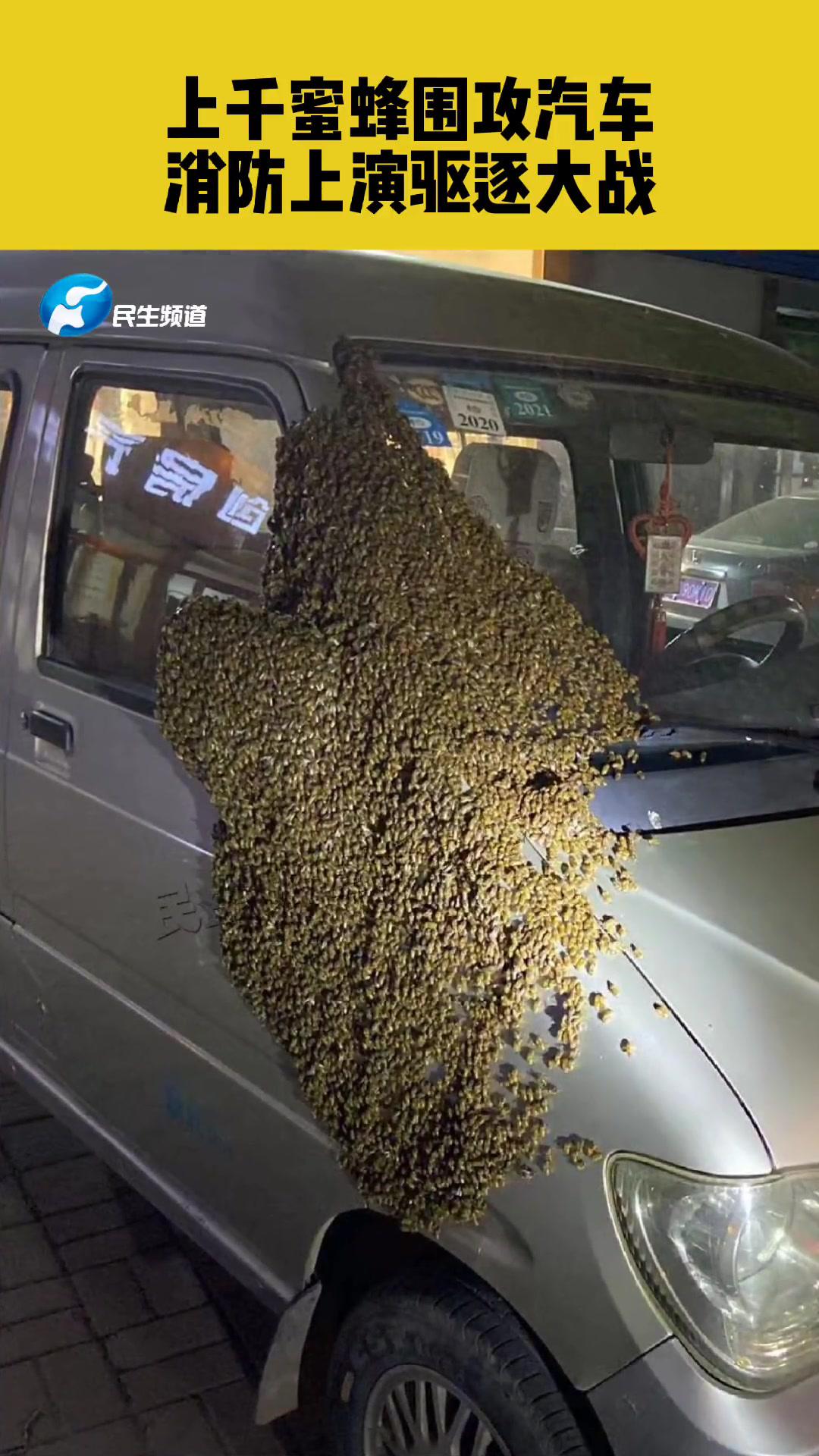 车上蜜蜂屎图片