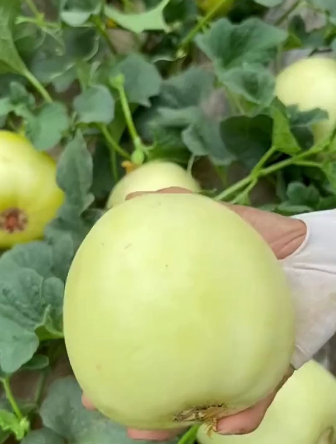 特大白沙蜜甜瓜香瓜种子 四季水果白皮白山蜜瓜种籽