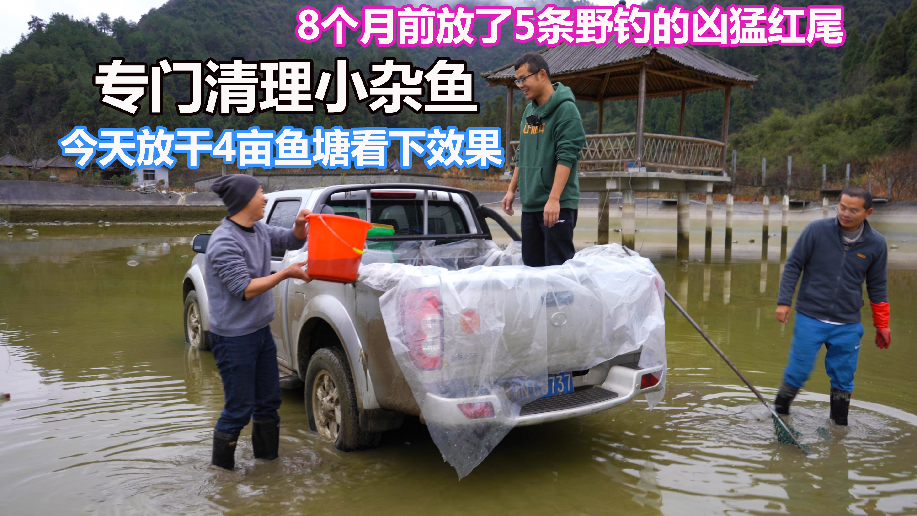 8个月前放了5条野钓的红尾清除4亩鱼塘的杂鱼,今天清塘看下效果